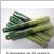 citronella.jpg